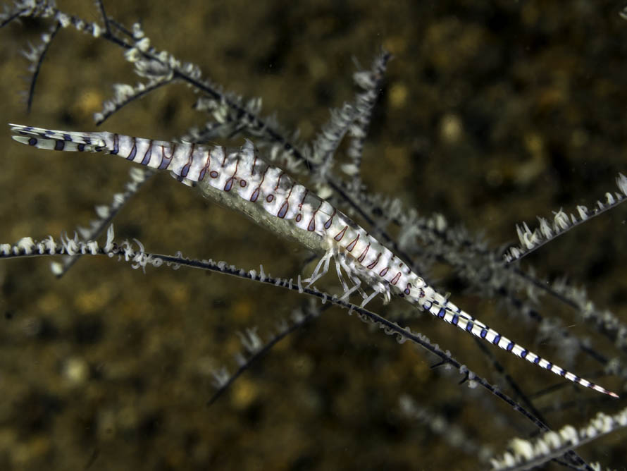 Tozeuma armatum 